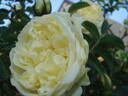 Agnes rose photo