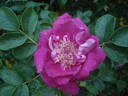 Souvenir de Trélazé rose photo