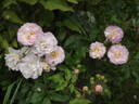 Souvenir de Greuville rose photo
