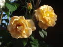 Autumn Sunset rose photo