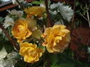 Autumn Sunset rose photo
