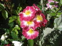 Greetings ™ rose photo
