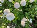 Blanchefleur rose photo