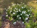 Blanchefleur rose photo