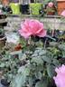 Ghita Renaissance rose photo