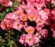 Robert Louis Stevenson ® rose photo