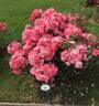 Robert Louis Stevenson ® rose photo