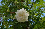 Joseph Liger rose photo