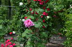 Dr. Grandvilliers rose photo