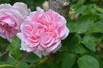 Glarona rose photo