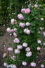 Glarona rose photo