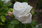 Climbing Frau Karl Druschki rose photo