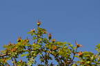 <i>Rosa</i> X <i>pteragonis</i> 'Cantabrigiensis' rose photo