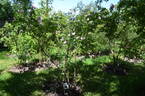 <i>Rosa villosa</i> var. <i>duplex</i> Weston rose photo