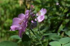 <i>Rosa villosa</i> var. <i>duplex</i> Weston rose photo