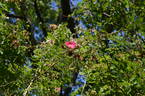 <i>Rosa</i> X <i>highdownensis</i> Hillier rose photo