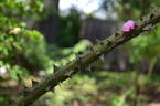 <i>Rosa</i> X <i>highdownensis</i> Hillier rose photo