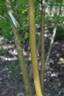 <i>Rosa moyesii</i> f. <i>rosea</i> Rehd. et Wils. rose photo