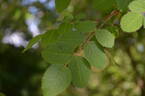 <i>Rosa moyesii</i> f. <i>rosea</i> Rehd. et Wils. rose photo