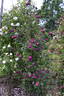 William Grow rose photo