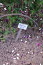 William Grow rose photo