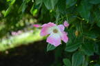 Juliana von Stolberg rose photo