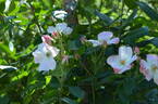 Juliana von Stolberg rose photo