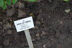 Juliana von Stolberg rose photo