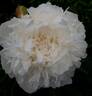 Madame Claude Tain peony photo