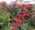 Dublin Bay rose photo