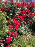 Dublin Bay rose photo
