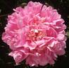 Annemieke peony photo