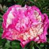 Annemieke peony photo