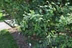 <i>Rosa X hibernica</i> Templeton rose photo
