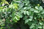 <i>Rosa X hibernica</i> Templeton rose photo