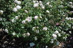 Madame Cornélissen rose photo