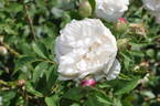 Madame Cornélissen rose photo