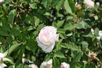 Madame Cornélissen rose photo