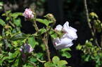 Asepala rose photo