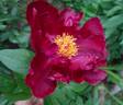 Madame Jean Bohin peony photo