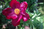 Madame Jean Bohin peony photo