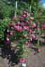 <i>Rosa</i> X <i>jacksonii</i> Willm. rose photo
