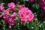 <i>Rosa</i> X <i>jacksonii</i> Willm. rose photo