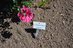 <i>Rosa</i> X <i>jacksonii</i> Willm. rose photo
