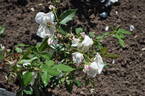 <i>Rosa odorata</i> rose photo