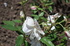 <i>Rosa odorata</i> rose photo