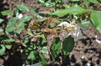 <i>Rosa odorata</i> rose photo
