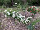 Thisbe rose photo