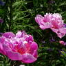 Bo Peep peony photo