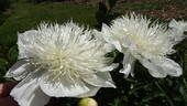 Carrara peony photo